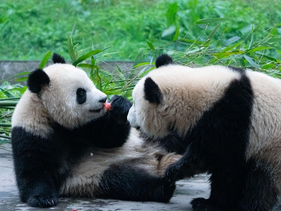 Panda Gergasi yang Comel