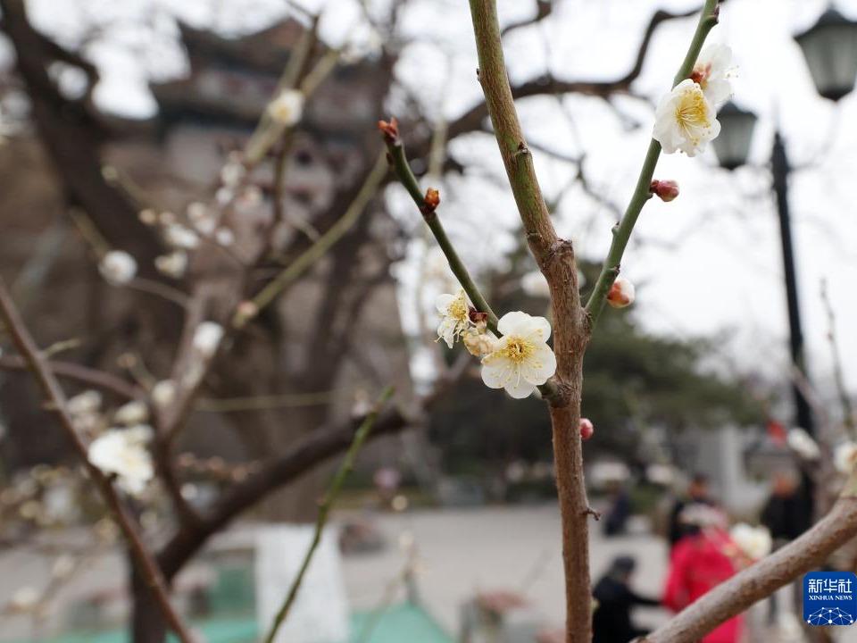 Bunga Plum Kembang Mekar di Beijing