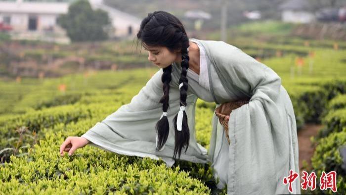 برداشت چای بهاری در «لو جوئو»