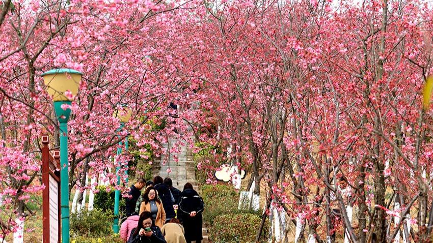 شکوفه های گیلاس در «چو جینگ»