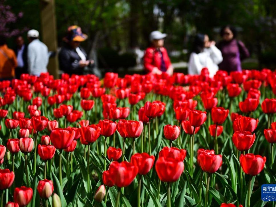 Nikmati Keindahan Bunga Tulip di Qinghai