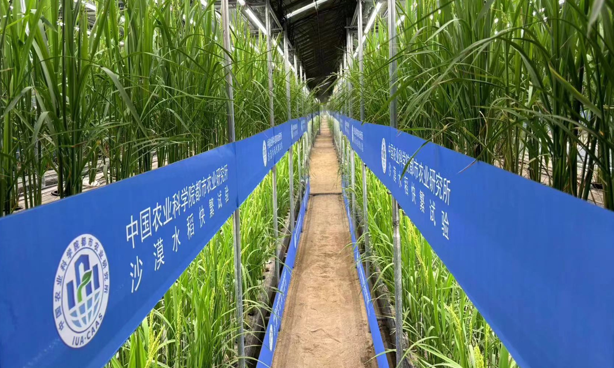 تولید برنج پرورش سریع توسط دانشمندان چینی در گلخانه‌های بیابانی شین جیانگا