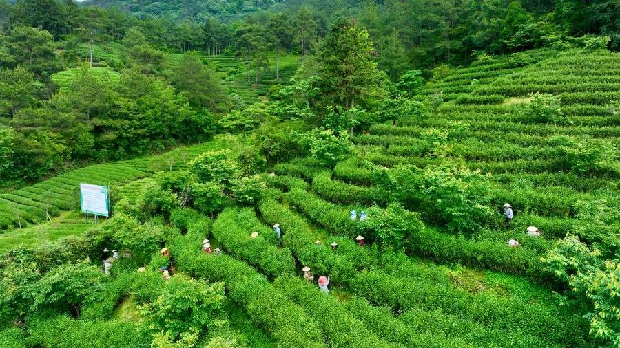 رونق صنعت چای در استان «فوجیان»ا