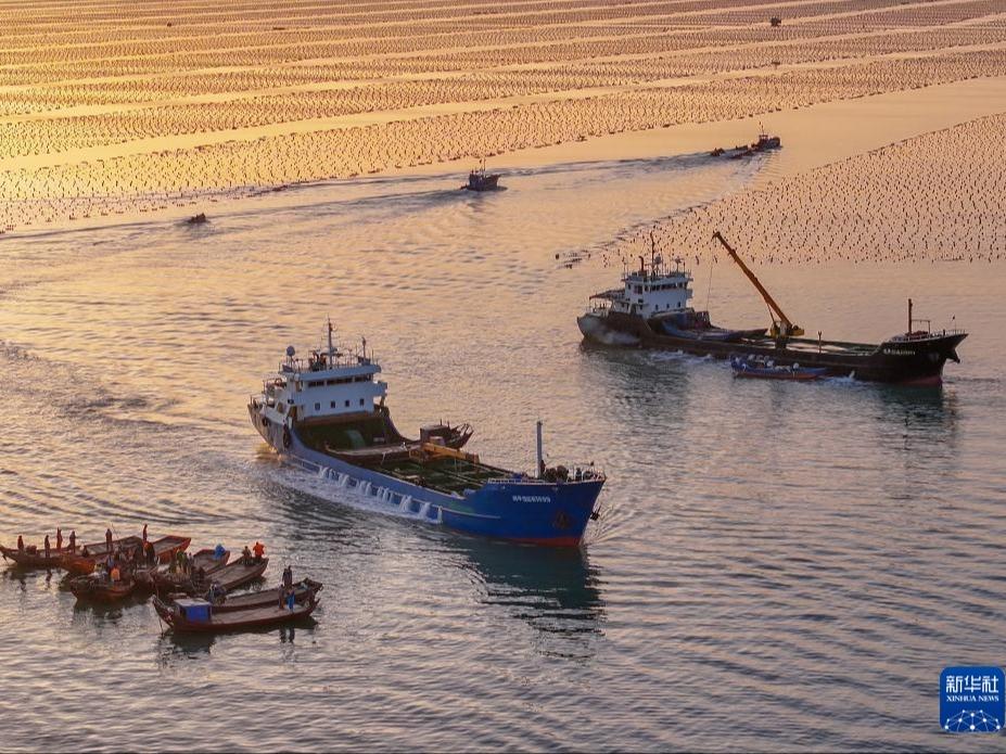 Pelihara Abalone secara Berganti di Perairan Selatan dan Utara mengikut Musim