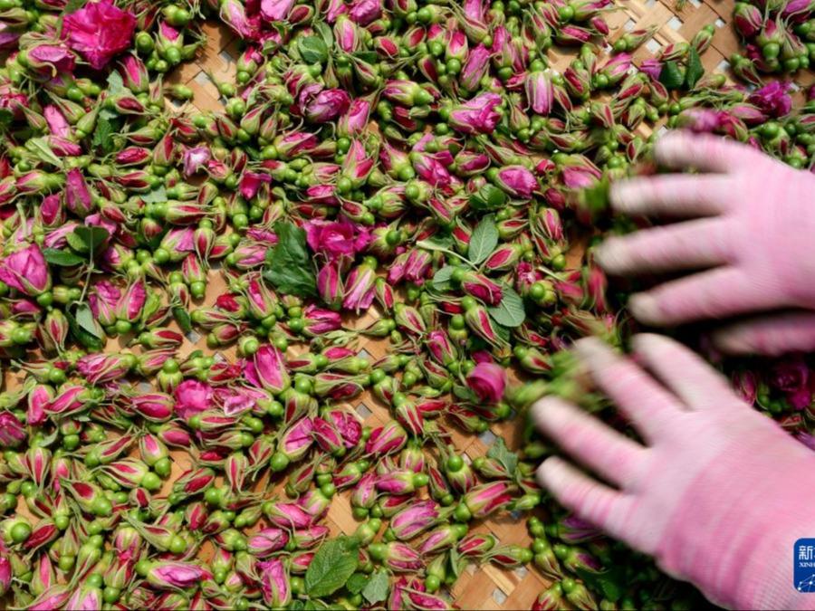 Industri Bunga Ros Lonjak Pendapatan Petani