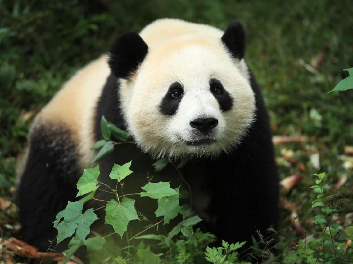 パンダ様 パンダグッズPanda goods Given by Chinese fans, and my own