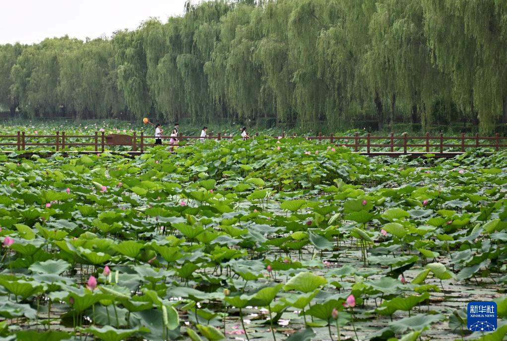 Pemandangan Bunga Teratai Berkembang Mekar di Baiyangdian
