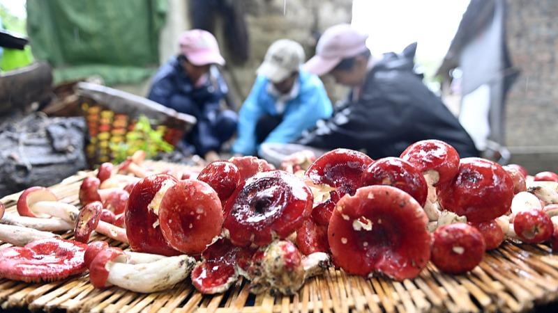 Musim Kutip Cendawan Liar di Yunnan