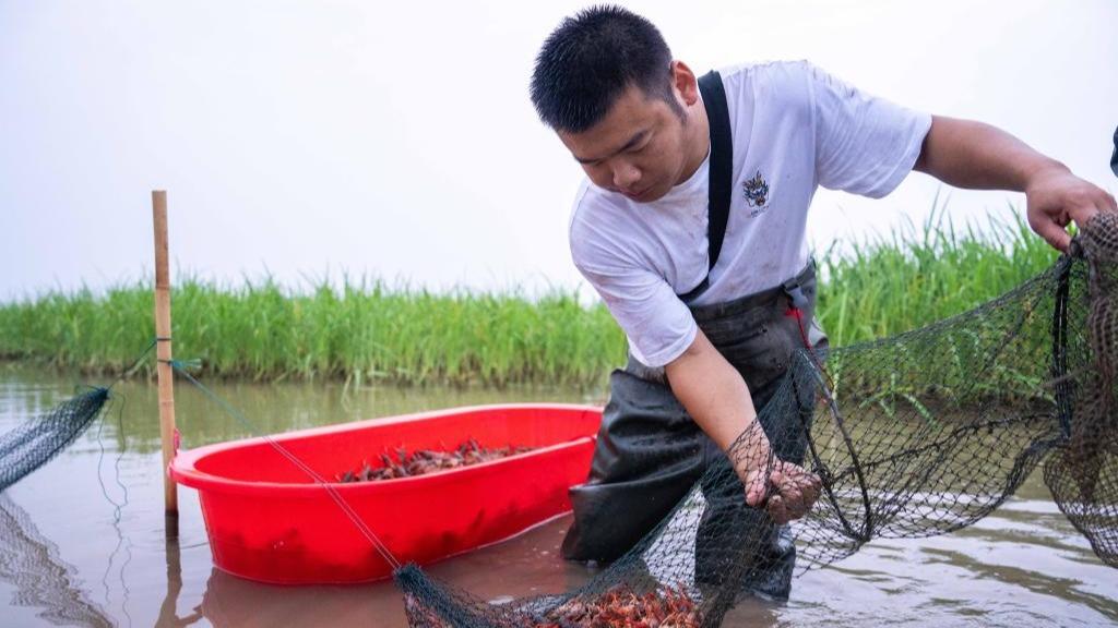 Pelihara Udang Karang dalam Persawahan di Yiyang