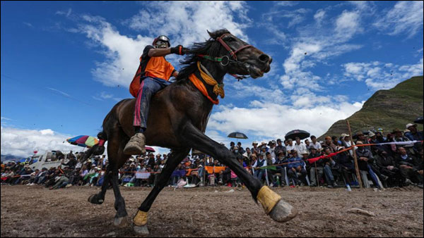 ชาวทิเบตจัดการแข่งม้าเพื่อเฉลิมการเก็บเกี่ยวที่ดี