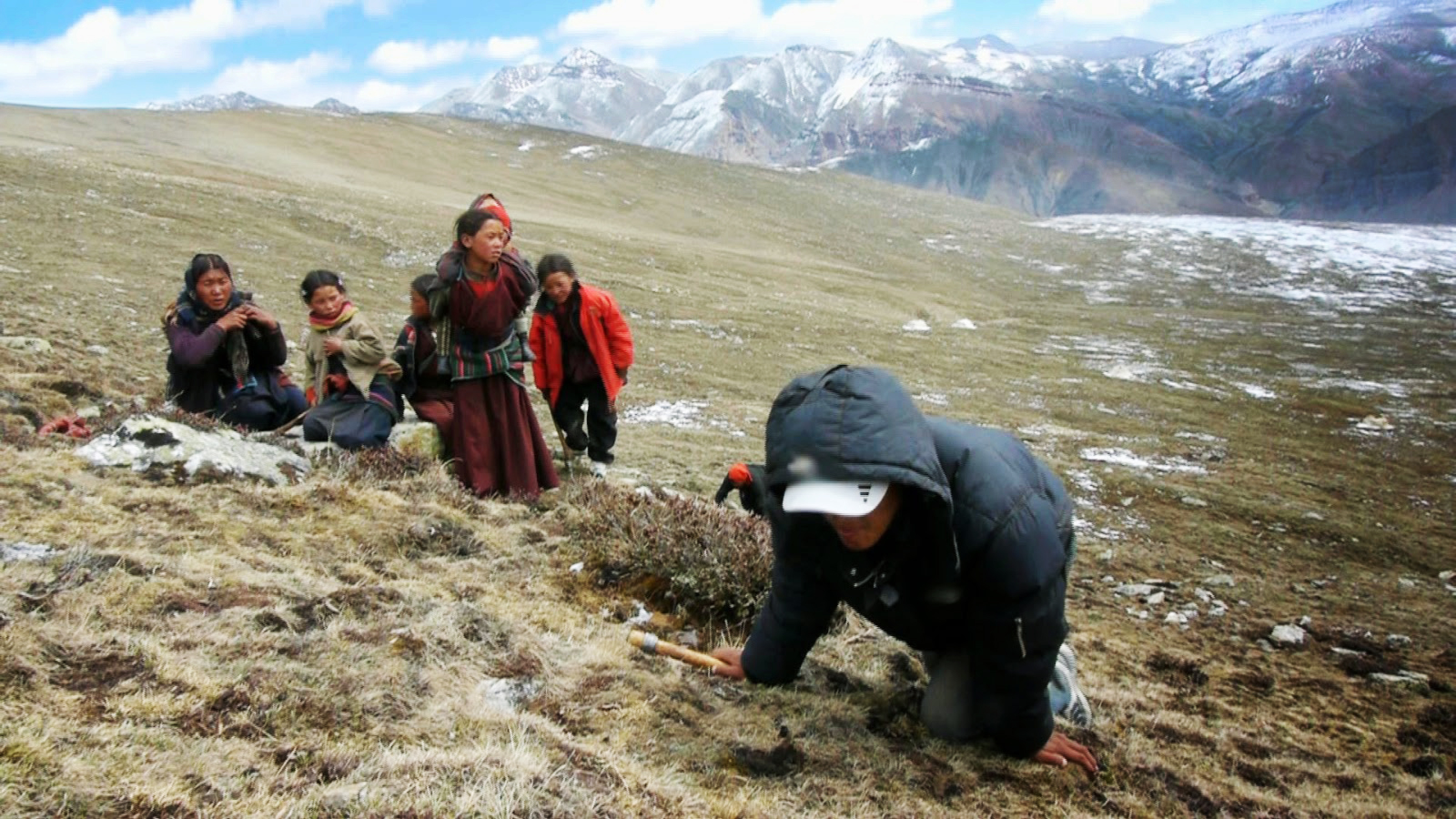 मनाङबाट ३२ किलो यार्सागुम्बा निकासी