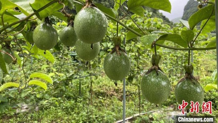 Tiba Masa Kutip Buah Markisah di Debao