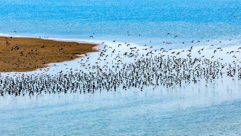 Beribu-ribu Burung Hijrah Singgah di Tanah Paya Jiangsu