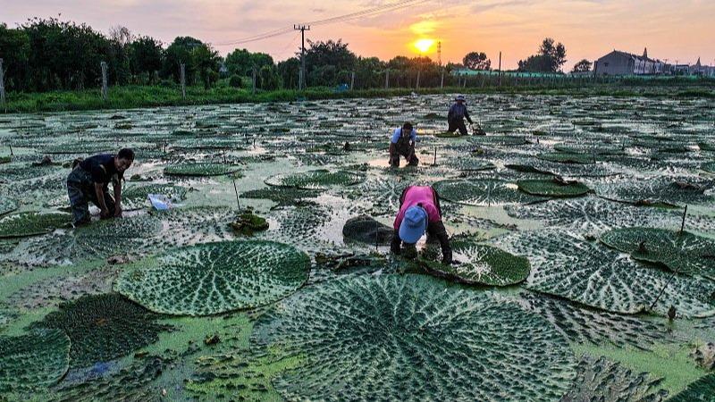 Musim Tuaian Euryale Ferox di Jiangsu