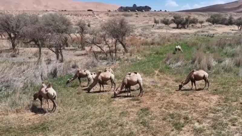 ویدئو | سفر به بیابان «باداین جاران»