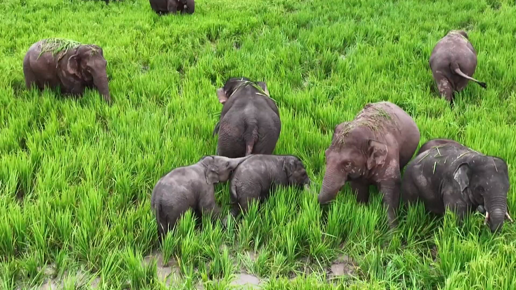 চীনে এশীয় হাতি সংরক্ষণের অবস্থা