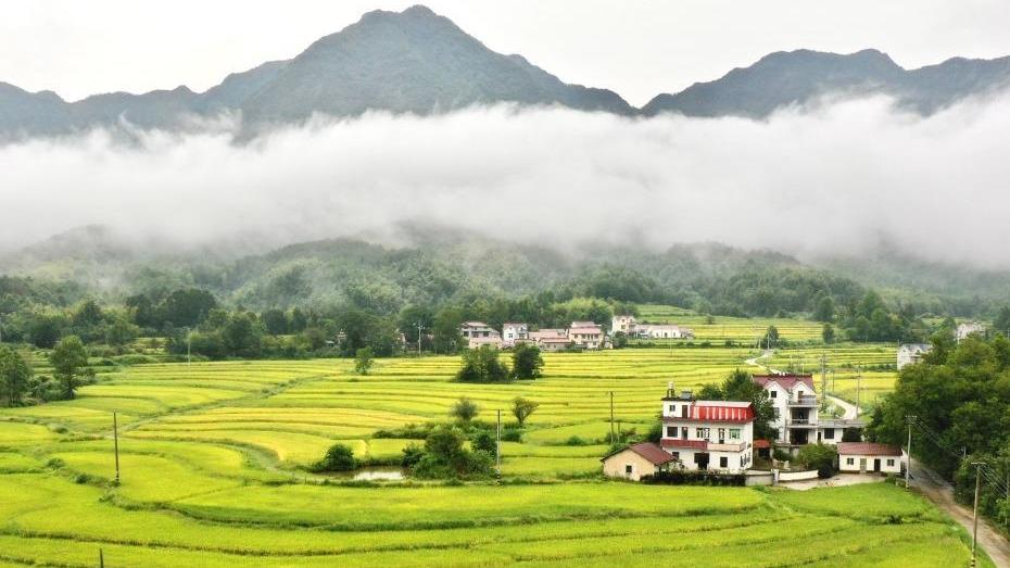 Ladang Teres Seindah Lukisan