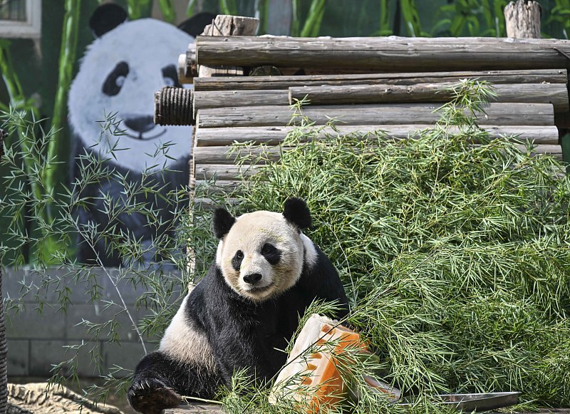 Parti Hari Jadi Untuk Panda “Mei Ling”