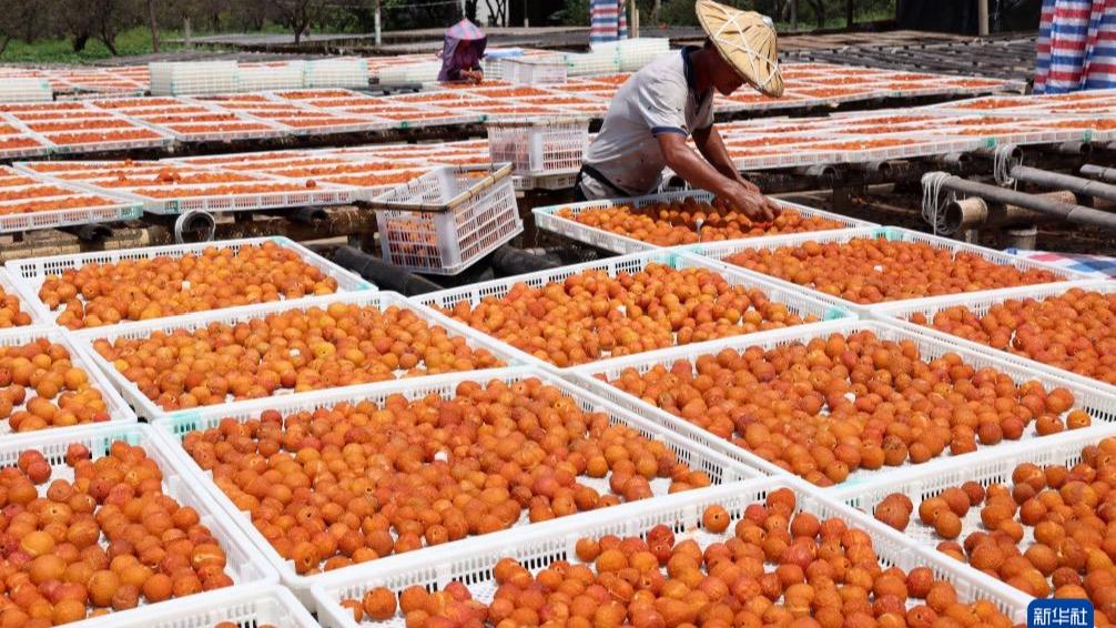 Petani Jemur Buah Plum di Yongtai