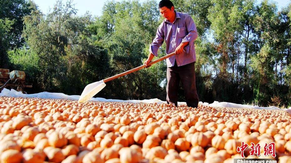 Sibuk Tuai Walnut di Selatan Xinjiang