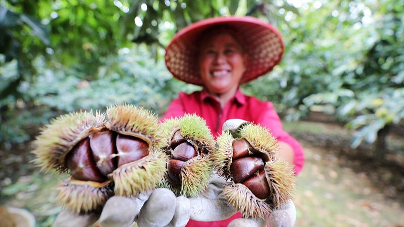 Tuaian Buah Berangan di Shandong