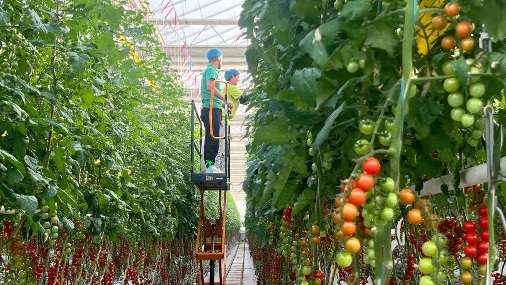 Pertanian Pintar Bantu Petani Tingkatkan Pendapatan