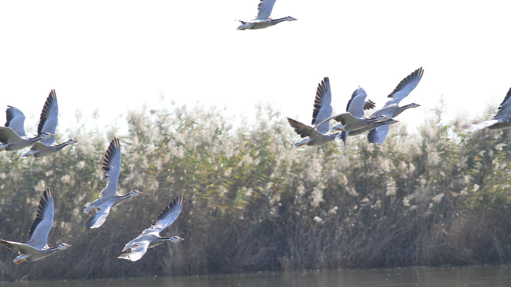 Vogelparadies an der Bohai-Bucht