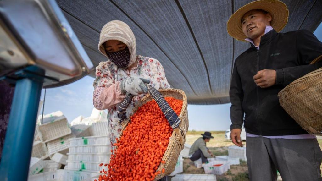 Musim Menuai Buah Goji di Ningxia