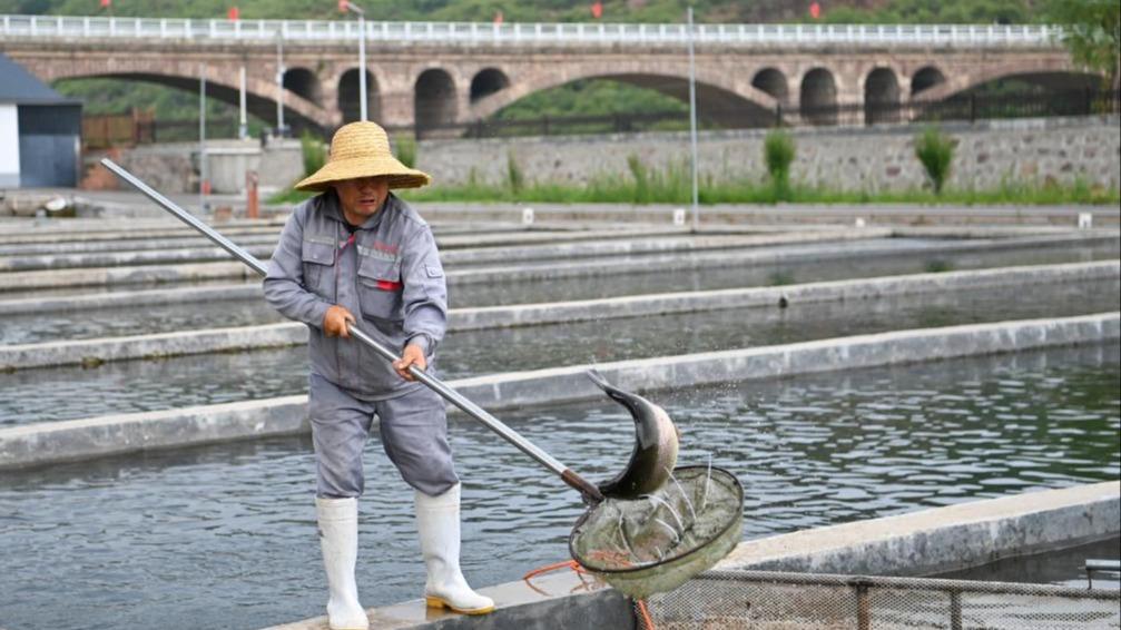 Industri Pemeliharaan Ikan Salmon Makmur di Kampung Zhangfeng