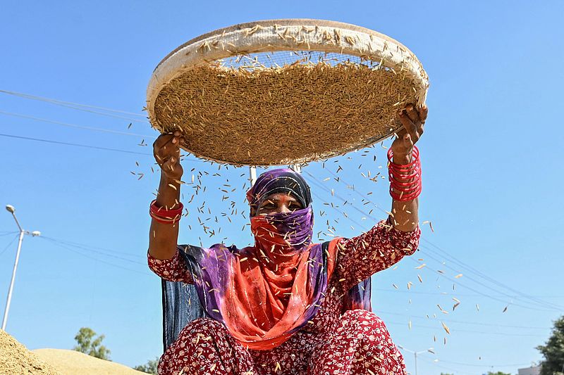 অমৃতসরে চালের গোলা