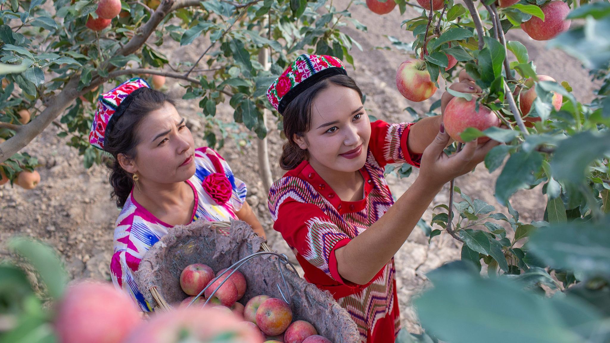 Buah-buahan Keluaran Xinjiang Luar Biasa