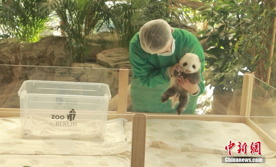 Bayi Kembar Panda Gergasi Temu Pengunjung di Zoo Berlin