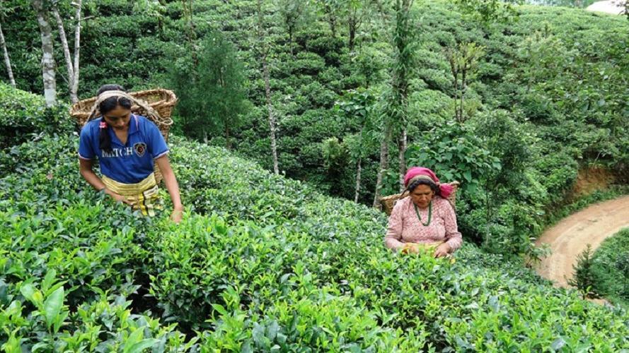 नेपालको पूर्वी नाका हुँदै चिया निर्यात ५२ प्रतिशतले वृद्धि