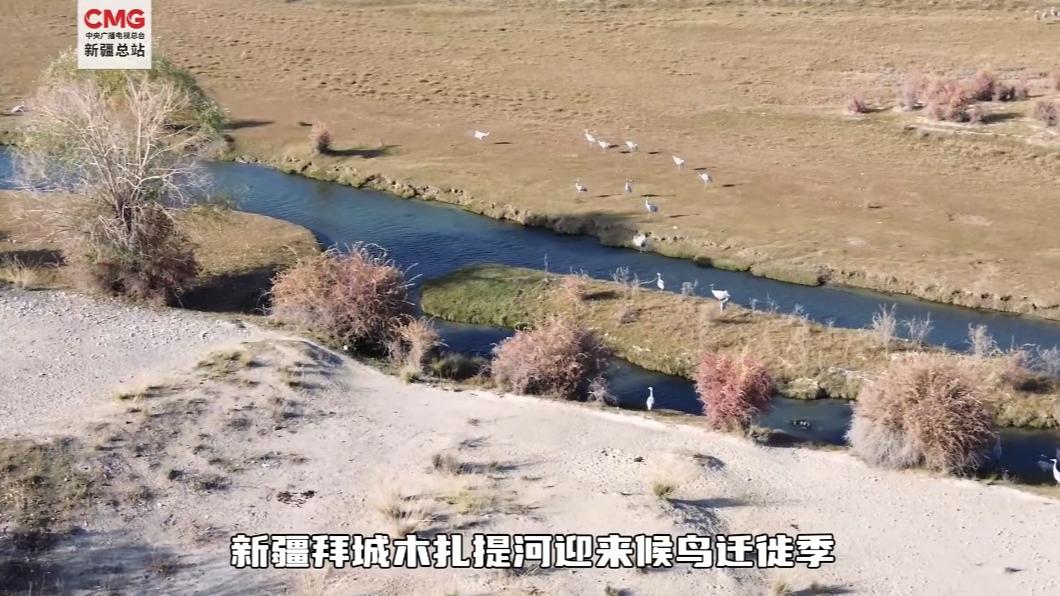 Tempat Habitat Burung Hijrah di Baicheng, Xinjiang