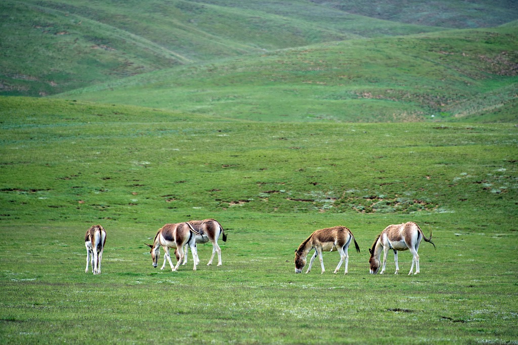Parku kombëtar Sanjiangyuan(Foto:VCG)