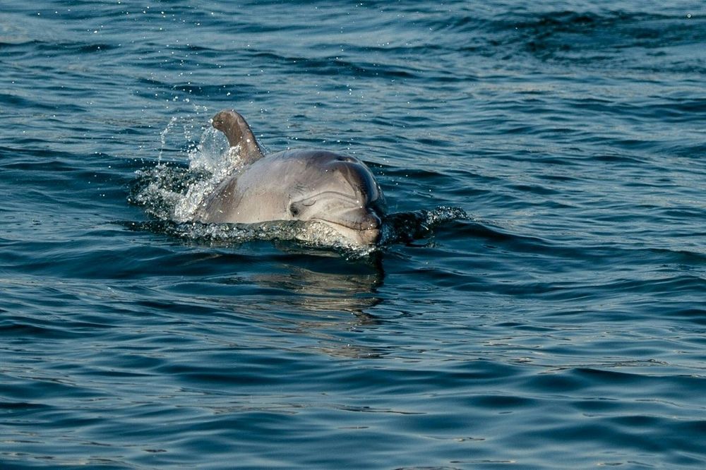 Delfin (Foto Atsh)