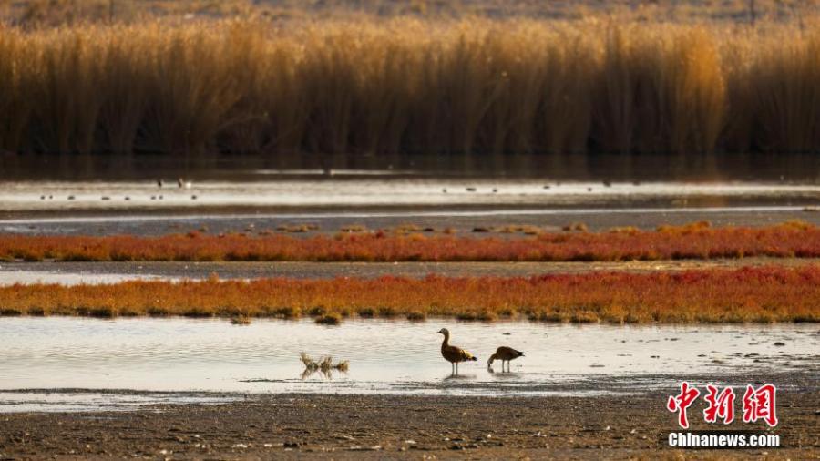 Αποδημητικά πουλιά πλέουν στη λίμνη Τόσου της λεκάνης Τσαϊντάμ, στην επαρχία Τσινγκχάι της βορειοδυτικής Κίνας, 23 Οκτωβρίου 2023. (Φωτογραφία: China News Service/Shang Wenzhong)