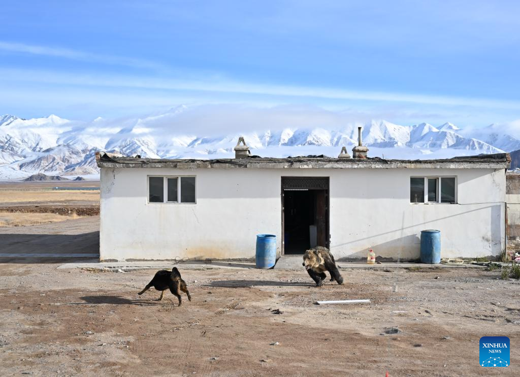 Αυτή η φωτογραφία που τραβήχτηκε στις 17 Οκτωβρίου 2023 δείχνει μια γαλάζια αρκούδα του Θιβέτ που εισέβαλε σε ένα προστατευτικό σταθμό του Εθνικού Φυσικού Καταφυγίου των Ορέων Αλτούν στην Αυτόνομη Περιφέρεια Σιντζιάνγκ Ουιγκούρ της βορειοδυτικής Κίνας. (Xinhua/Li Xiang)