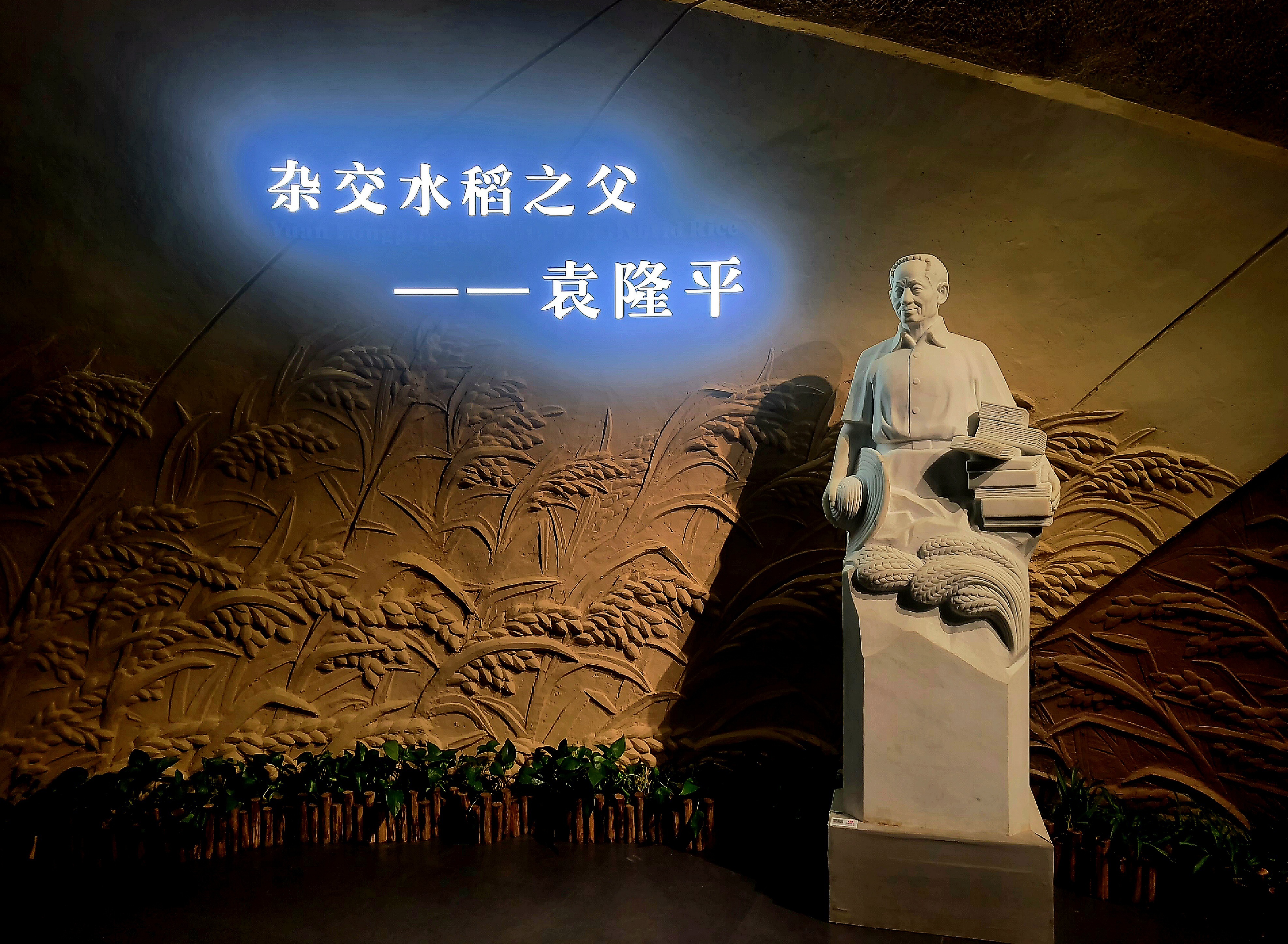 Άγαλμα του Γιουέν Λονγκπίνγκ (袁隆平: Υuán Lóngpíng), του «πατέρα του υβριδικού ρυζιού» από την έκθεση για την ζωή του στην Τσανγκσά, πρωτεύουσα επαρχίας Χενάν, στις 31 Οκτωβρίου 2023 (Φωτογραφία Εύα Παπαζή/CRI Greek)