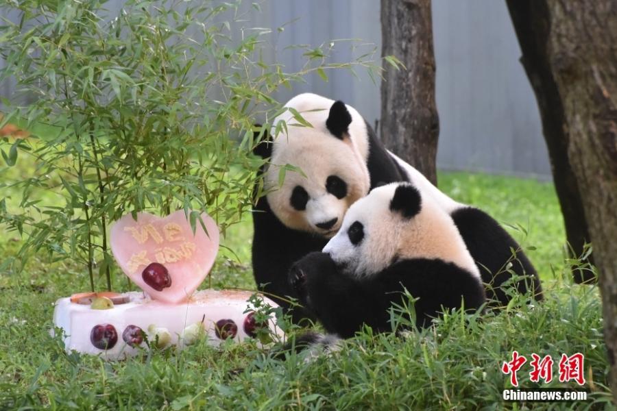 Το γιγαντιαίο πάντα Σιάο Τσι Τζι γιορτάζει τα 1α γενέθλιά του με τη μητέρα του Μέι Σιανγκ, στο Εθνικό Ζωολογικό Κήπο Σμιθσόνιαν στην Ουάσινγκτον, στις Ηνωμένες Πολιτείες, 21 Αυγούστου 2023 (Φωτογραφία: China News Service/Sha Hanting)