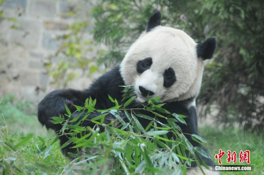 Φωτογραφία αρχείου δείχνει το γιγαντιαίο πάντα Μέι Σιανγκ να τρώει μπαμπού στον Εθνικό Ζωολογικό Κήπο της Ουάσιγκτον, στις Ηνωμένες Πολιτείες. (Φωτογραφία: China News Service/Wu Qingcai)