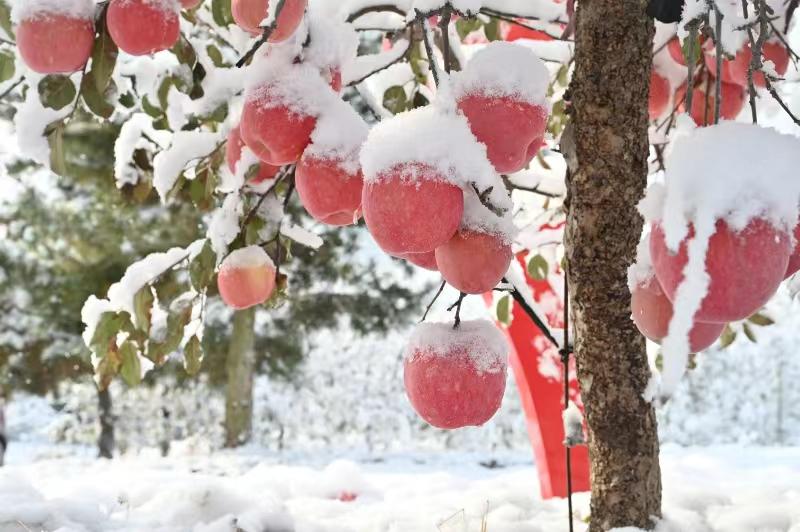 Τα ‘μήλα του χιονιού’ είναι πολύ γλυκά. Αυτά βρίσκονται στο Σιτσένγκ της Τσισιά, μιας πόλης σε επίπεδο κομητείας στην επαρχία Σανντόνγκ.