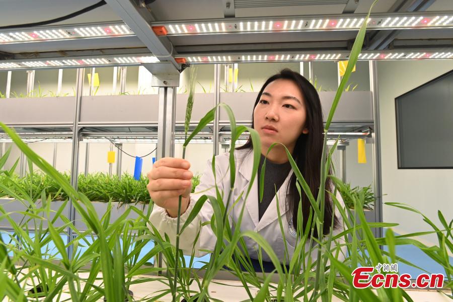 Ερευνήτρια ελέγχει την ανάπτυξη του σιταριού στην πρώτη στον κόσμο μη επανδρωμένη κάθετη φάρμα λαχανικών στο Τσενγκντού, στην επαρχία Σιτσουάν της νοτιοδυτικής Κίνας, 7 Δεκεμβρίου 2023. (Φωτογραφία: China News Service/An Yuan) 