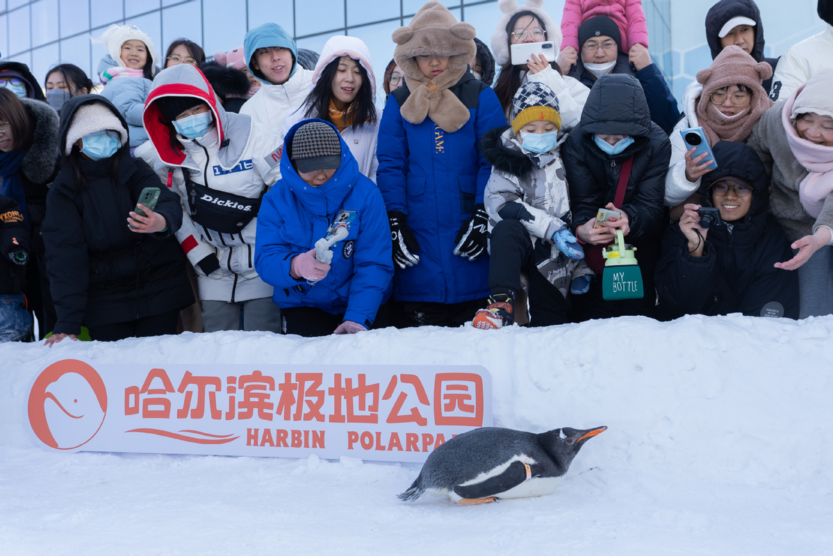 Αυτή η εποχή του χρόνου είναι η κορυφαία περίοδος του χειμερινού τουρισμού στο Χαρμπίν, μια πόλη που φημίζεται για τα χειμερινά της αξιοθέατα, και η παρέλαση των πιγκουίνων προσφέρει ένα διασκεδαστικό στίγμα στη χειμερινή σκηνή της πόλης.[Φωτογραφία/Xinhua]