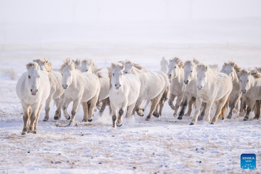 Άλογα που τρέχουν στα χιονισμένα λιβάδια στο Δυτικό Ουτζιμκίν της Ένωσης Σιλιγκόλ, στην αυτόνομη περιφέρεια της Εσωτερικής Μογγολίας της βόρειας Κίνας, 20 Δεκεμβρίου 2023. Φωτογραφία: Xinhua
