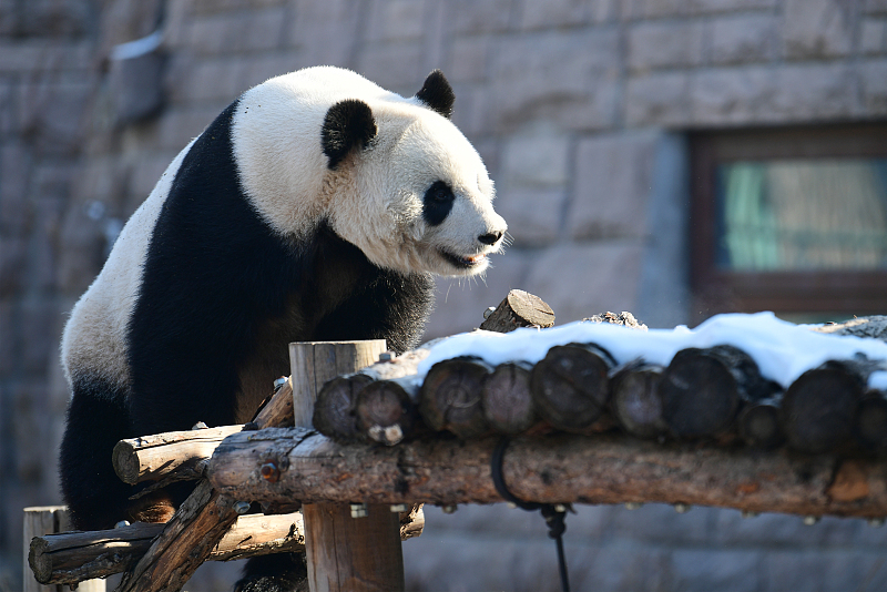 Ένα παντά σκαρφαλώνει μια ξύλινη σκάλα στον Ζωολογικό Κήπο του Πεκίνου στις 28 Δεκεμβρίου 2023. [Φωτογραφία/VCG]