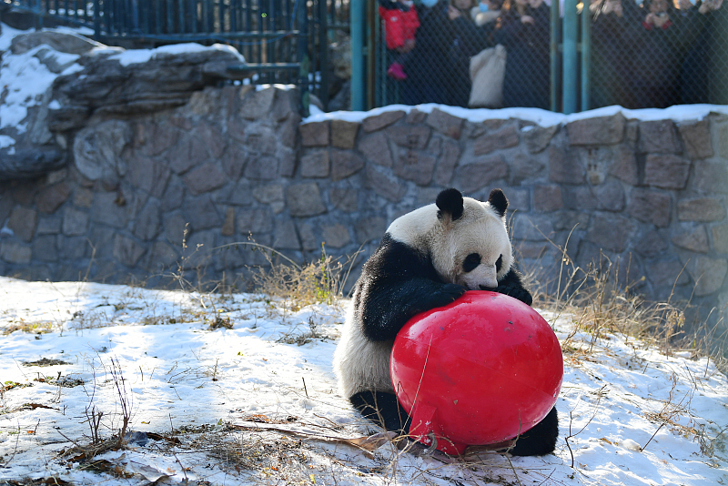 Ένα πάντα παίζει με μια μπάλα στο Ζωολογικό Κήπο του Πεκίνου στις 28 Δεκεμβρίου 2023. [Φωτογραφία/VCG]