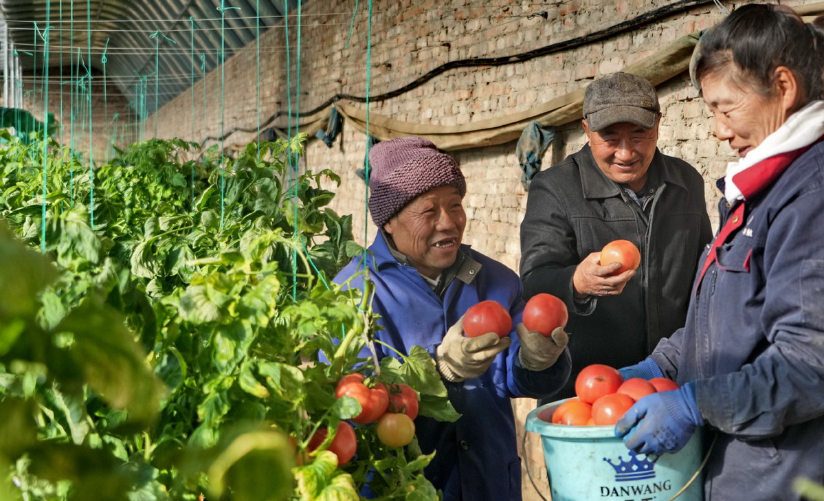 Ντόπιοι μαζεύουν ντομάτες στην περιοχή Ντασίνγκ του Πεκίνου, στις 22 Ιανουαρίου. [Φωτογραφία/Xinhua]