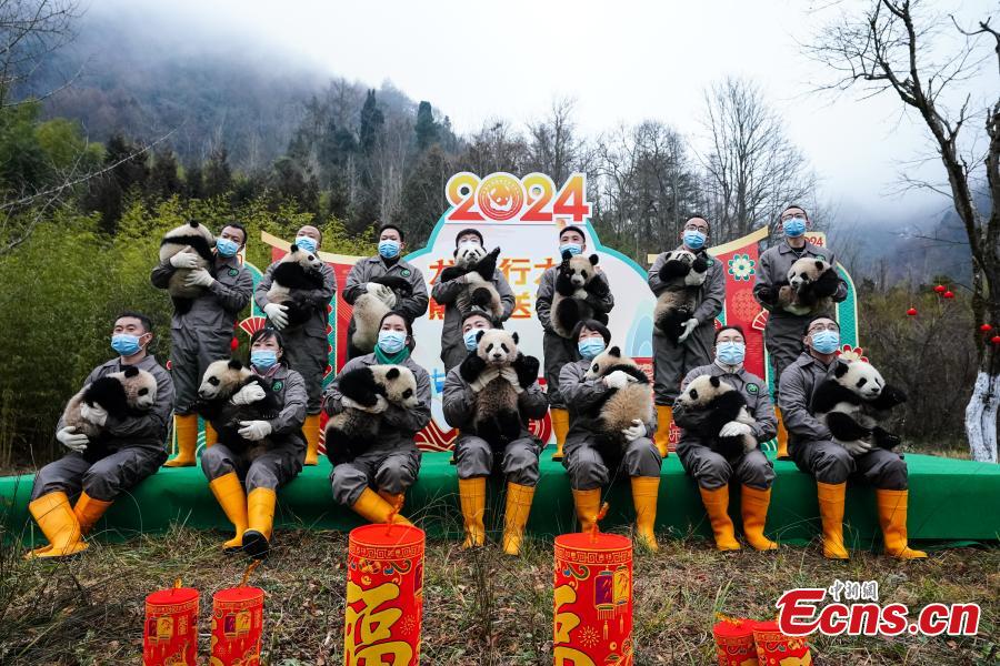 Φροντιστές κρατούν γιγάντια μικρά πάντα και ποζάρουν για μια ομαδική φωτογραφία για να χαιρετήσουν το Κινεζικό Νέο Έτος στη βάση Σενσουπίνγκ του Κέντρου Διατήρησης και Ερευνών της Κίνας για τα γιγάντια πάντα στο Γουλόνγκ, στην επαρχία Σιτσουάν της νοτιοδυτικής Κίνας, 4 Φεβρουαρίου 2024. (Φωτογραφία/ICphoto) 