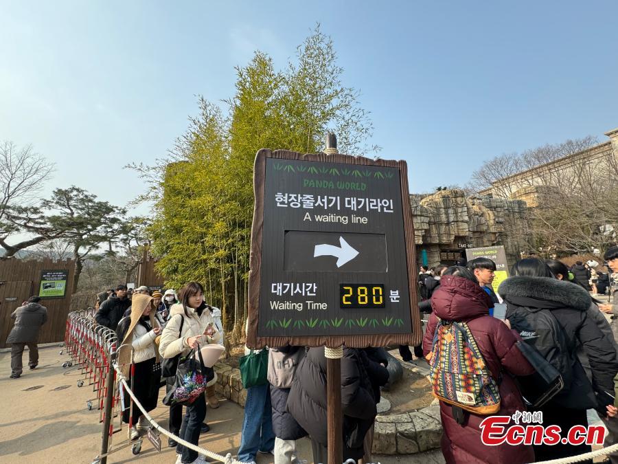 Επισκέπτες στην ουρά για να δουν την Φου Μπάο, το πρώτο γιγαντιαίο πάντα που γεννήθηκε στη Νότια Κορέα το 2020, στο θεματικό πάρκο Everland στο Γιοντζίν της Νότιας Κορέας, στις 3 Μαρτίου 2024. (Φωτογραφία: China News Service/Wang Gang)